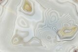 Polished Banded Agate with Wegeler Effect - Morocco #187234-1